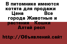 В питомнике имеются котята для продажи › Цена ­ 30 000 - Все города Животные и растения » Кошки   . Алтай респ.